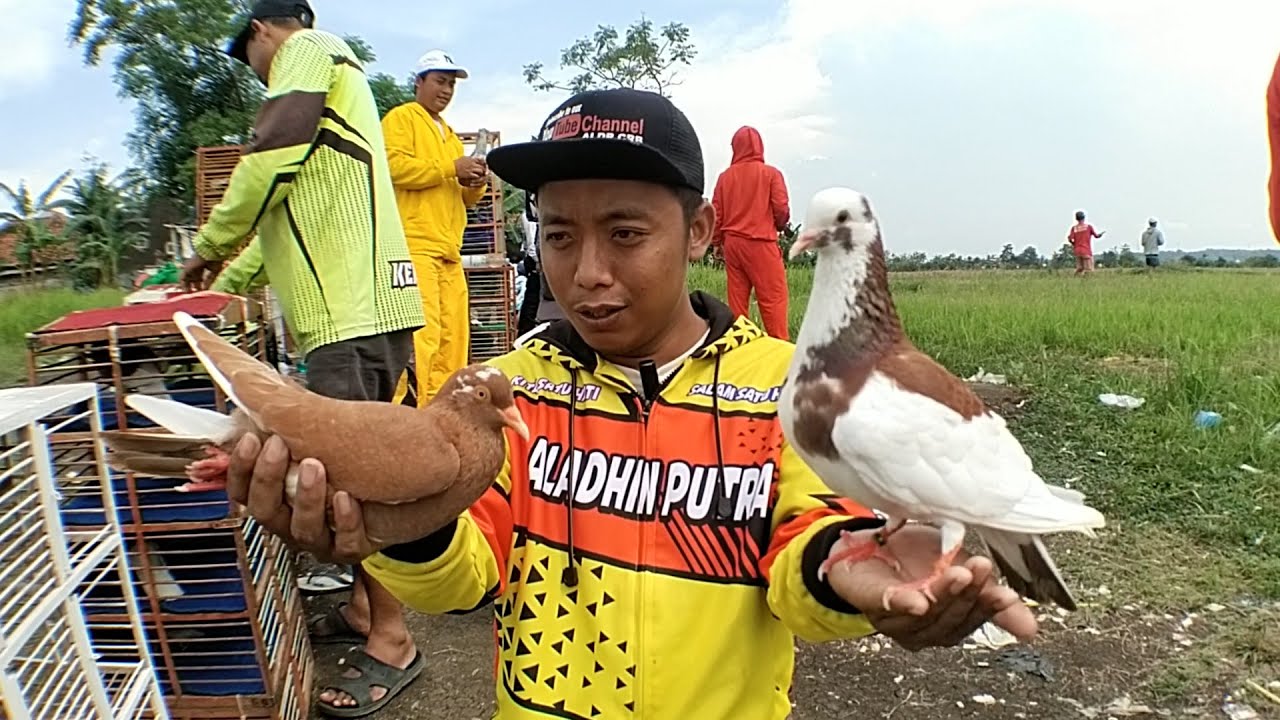 Adiyaz Mau Jadi Pelepas Merpati Termahal @ALDP_CRB