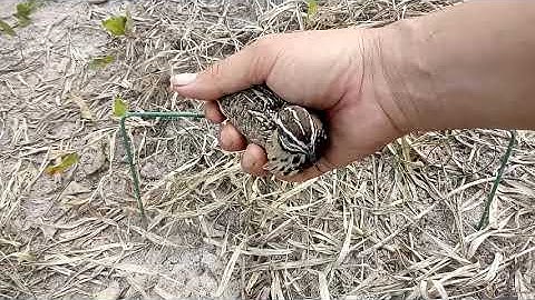 bẫy cút quýt ( cút Ấn Độ)  bằng thòng chuyên cút 0909013474