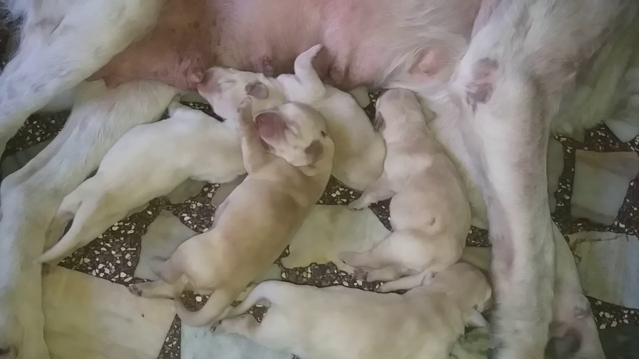 Show Quality Labrador Puppies Sale At Pet Shop & Dog Farm Ludhiana Moga