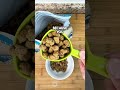 How to feed your dog