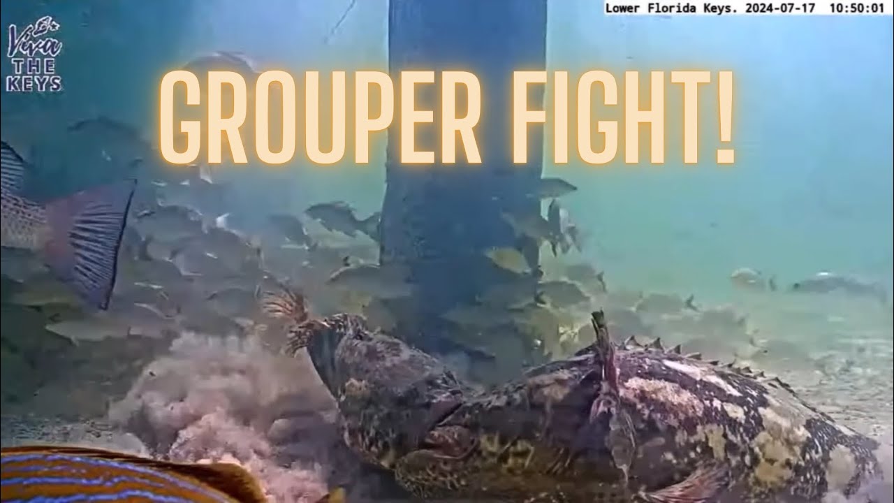 GROUPER FIGHT! Caught on tape! 