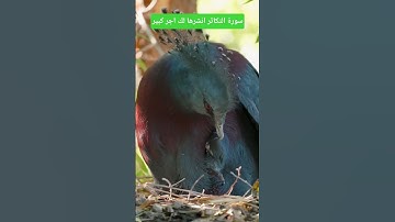 سورة التكاثر انشرها لك اجر كبير #المصحف #صبرو #اكسبلور #دويتو #duet #القزابري #ترند #لايك #تيك_توك