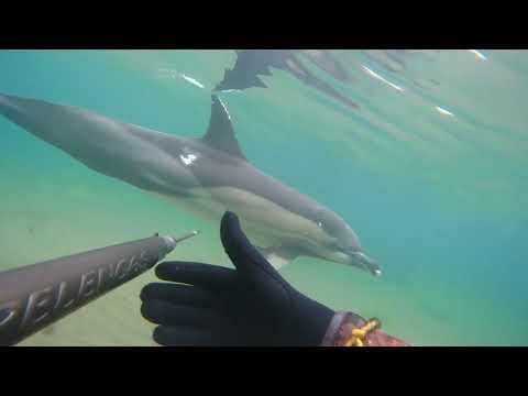 Подводная охота на форель в Чёрном море на пару с дельфином. 2022г.