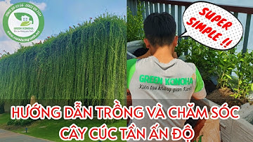 Hướng dẫn TRỒNG và CHĂM SÓC cây Cúc Tần Ấn Độ - siêu dễ