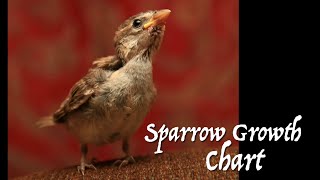 Sparrow Rescue: Growth & Development Chart