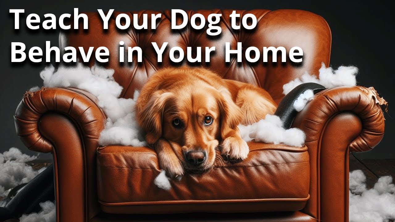 Picture of Your Dog's Behavior in the Home: Everything you Need to Know - YouTube