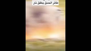 طائر الحدق اللذي يسبب حرائق الغابات