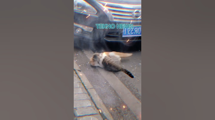 Video Lucu Kucing Berkelahi  #kucing #shorts #short