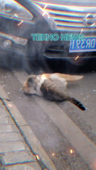 Video Lucu Kucing Berkelahi  #kucing #shorts #short