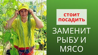 Вигна для здорового питания. Сорта фасоли