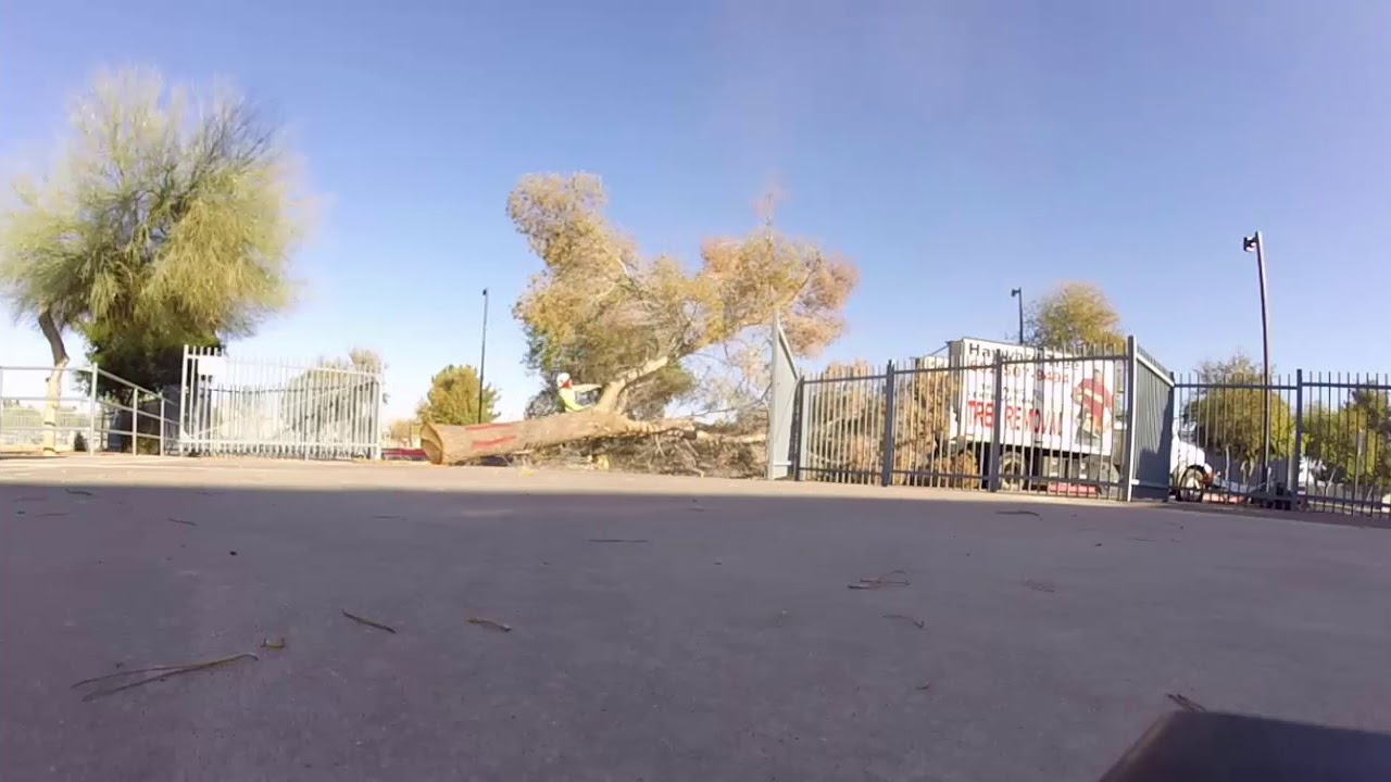 Pine Tree Removal 1 Pick With Crane - Hayward Tree Removal - YouTube