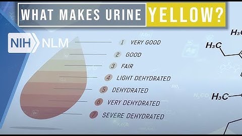 The Enzyme That Makes Urine Yellow