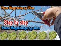 Paano magpruning ng ubas paano magpabunga ng ubas how to prune grapes