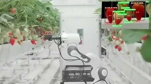 Colheita de morangos utilizando robôs e visão computacional