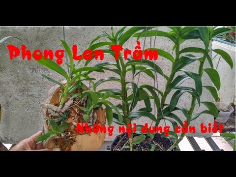 Tổng hợp các nội dung về phong lan trầm | Foci