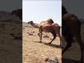 جمال ظفار ما شاء الله