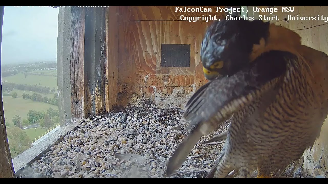 Box Cam, Falconcam Project Sokoły wędrowne Diamond & Xavier Spotkanie pary w gnieździe