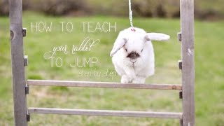 How to teach your rabbit to jump