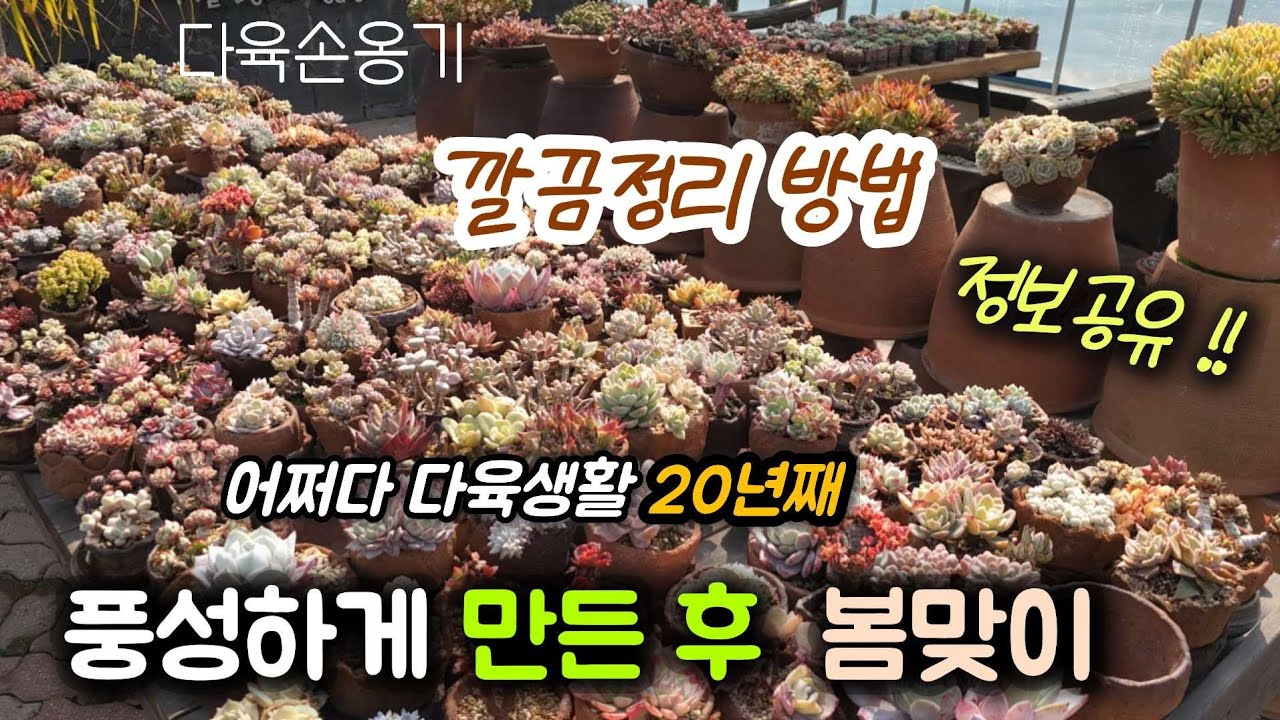 《지금부터》 다육 깔끔하게 정리할 때❗️ 미워진 다육 풍성하게 만들고 봄맞이 