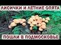 ❗ГРИБЫ ЛИСИЧКИ И ЛЕТНИЕ ОПЯТА ПОШЛИ В ПОДМОСКОВЬЕ 11 ИЮНЯ 2021.👉Грибной суп из опят и лисичек.