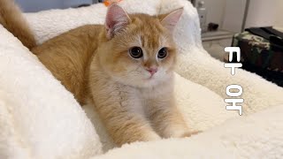 The cat is kneading | The cat has lost its baby teeth