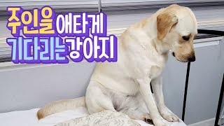 ENG SUB _ A puppy is anxiously waiting for her master
