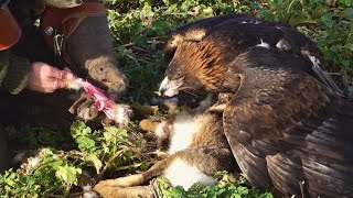 A day on the Lincolnshire Wolds Flying Golden Eagles! by Bull-X TV 3,449 views 1 year ago 3 minutes, 3 seconds