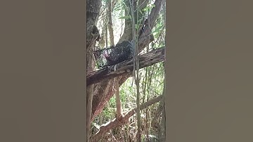 Bẫy sóc bằng lồng bẫy chuột rất hiệu quả #shorts