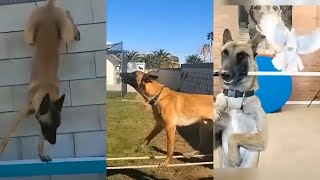 You Won't Believe What This Dog Has Done / Smart Dog Video