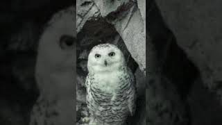 Download Lagu Nada pesan wa burung hantu MP3