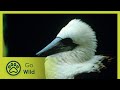 Christmas Island - Island Life E03 - The Secrets of Nature