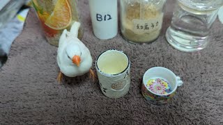 Hand Feeding White Zebra Finch And White Canary 20230817 by Nissan Tseng 3,169 views 8 months ago 4 minutes, 52 seconds