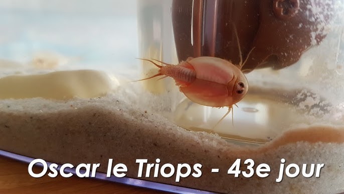 Triops : des minis dinos à la maison ! (1 : démarrage) 