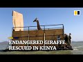 Endangered giraffe rescued from flooding island in Kenya