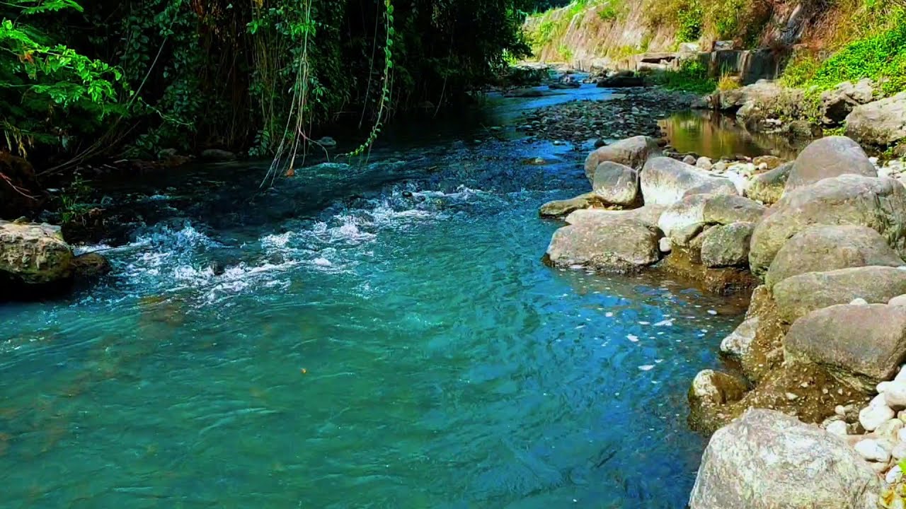 Energize Your Mind And Body With Calming River Sounds in the forest ...