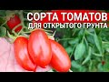 Сорта томатов для открытого грунта