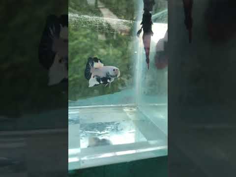 plakat betta l white with blue rim l betta aqua vets