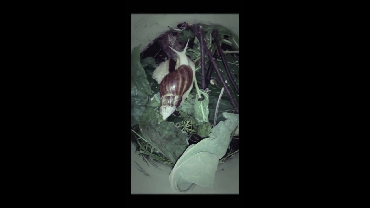 camera iphone 8 plus apk Чем питаются ахатины 10 сек🐚🐌🍞