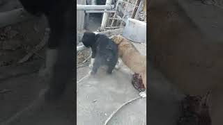 🐕🐕🐕 Сагбача🐕🐕🐕