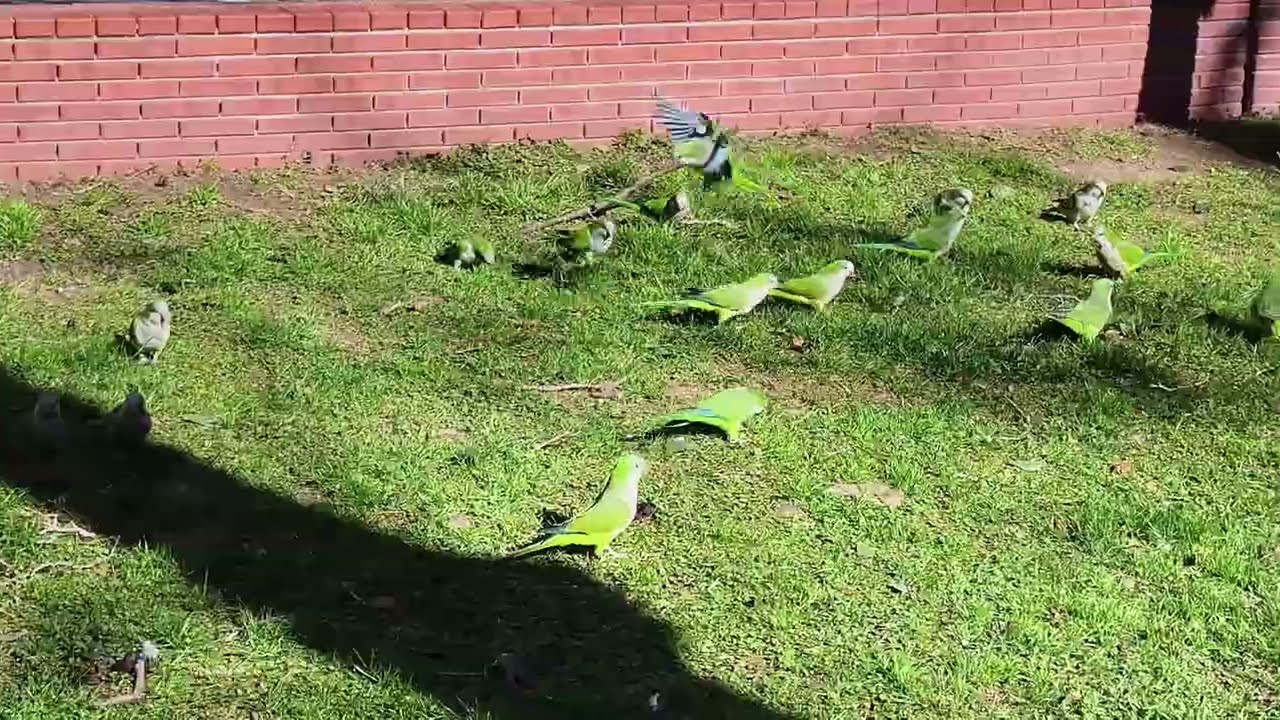 Снова ваши любимчики и другие пернатые 