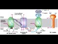 Photosynthesis Part 2