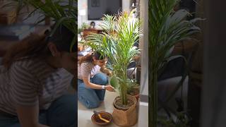 🌿 Indoor Plants for Beautiful Home Decor | Easy &amp; Budget-Friendly Styling Ideas #plantdecor