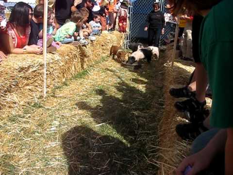 Corley Ranch 2011 Pig Race