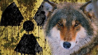 Wolves of the Chernobyl Zone | Film Studio Aves