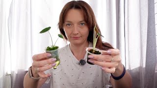 видео: Пересадка Алоказят и клубней. Большая закупка пластика для фитильного полива. Цветочные дела, рутина картинка: Пересадка Алоказят и клубней. Большая закупка пластика для фитильного полива. Цветочные дела, рутина