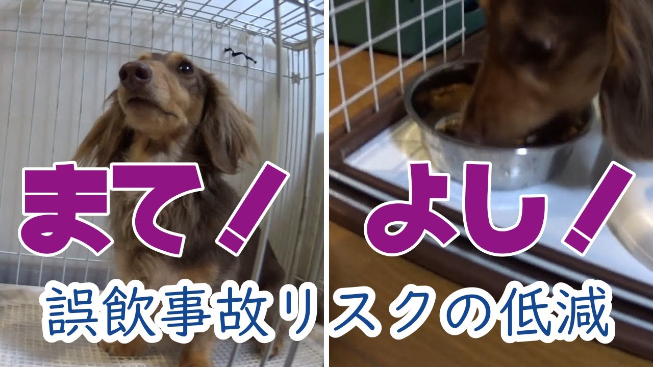 犬の食事のしつけ おあずけ をマスターさせましょう ミニチュアダックスフンド Youtube