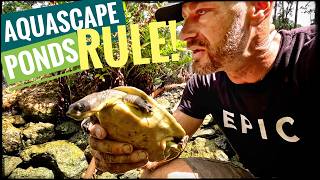 Healthy Pond, Healthy Turtles!