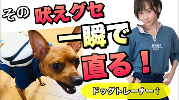 犬を黙らせる 超音波