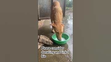 Please don’t scroll this video before donating to our link inbio#viralshorts #dogsofyoutube #share