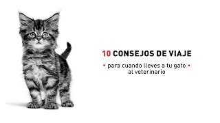 10 consejos para llevar a tu gato al veterinario | Royal Canin